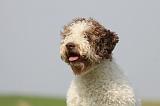 LAGOTTO 144